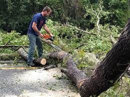 Best Tree Trimming and Pruning  in Hanford, CA