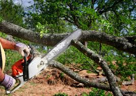 Hanford, CA Tree Removal Company