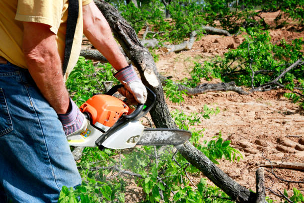 Best Lawn Disease Treatment  in Hanford, CA